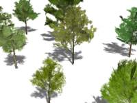 3D樹木