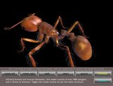 Ant Demo
